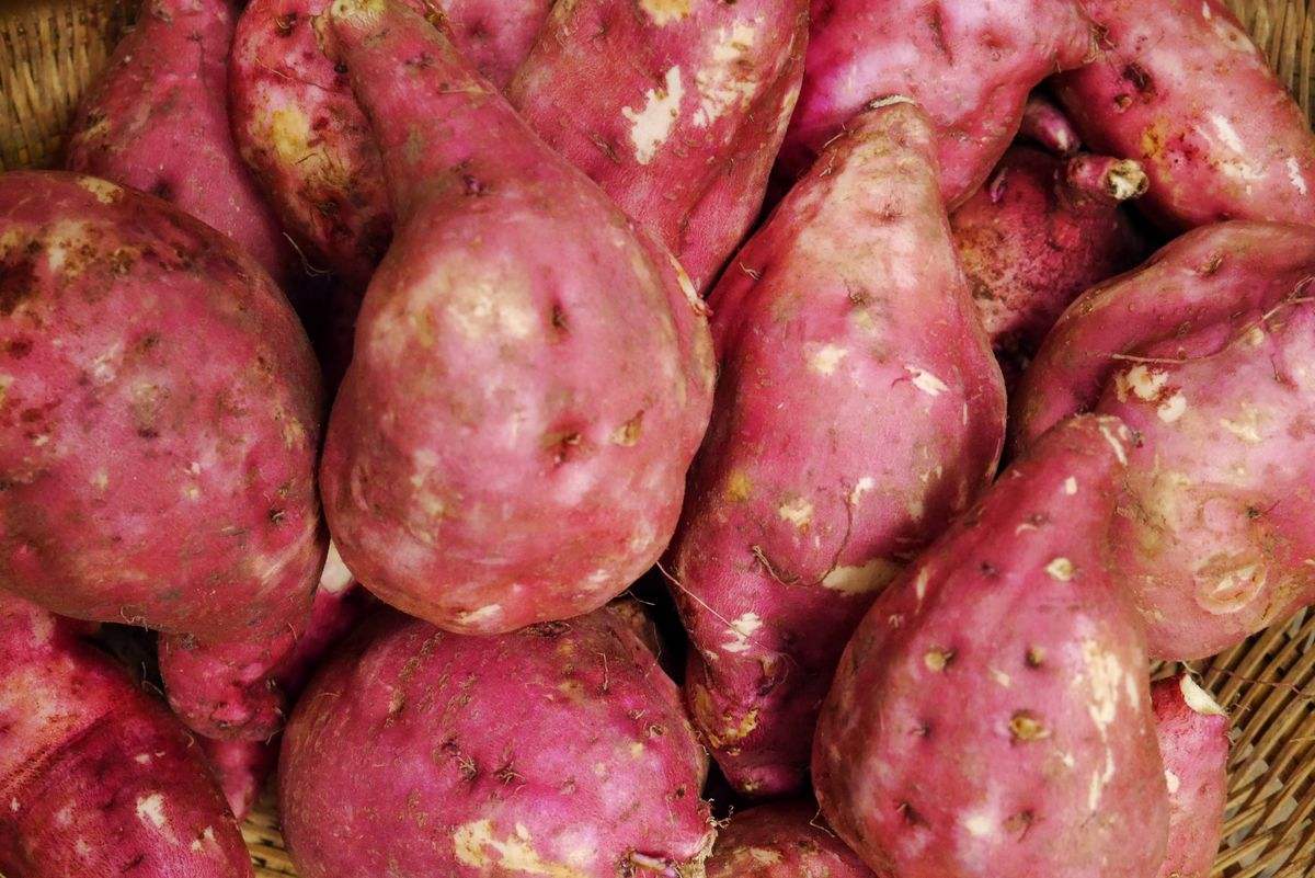 粉條加工設(shè)備 粉條加工設(shè)備