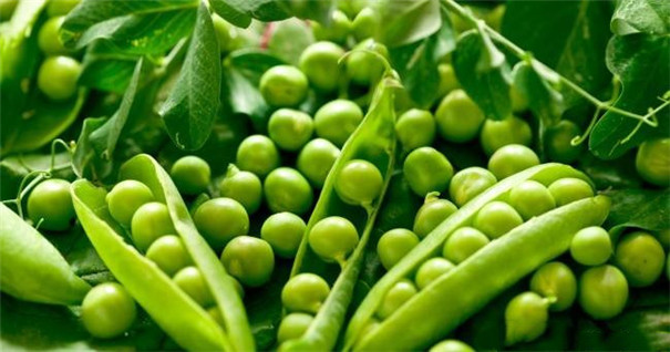 豌豆淀粉加工設(shè)備-原料 豌豆淀粉加工設(shè)備-原料