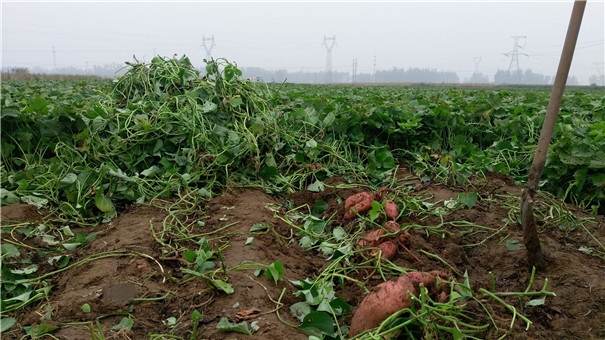 高溫多雨季節,紅薯種植怎樣才能高產?生長中期一定做好這5點 高溫多雨季節,紅薯種植怎樣才能高產?生長中期一定做好這5點
