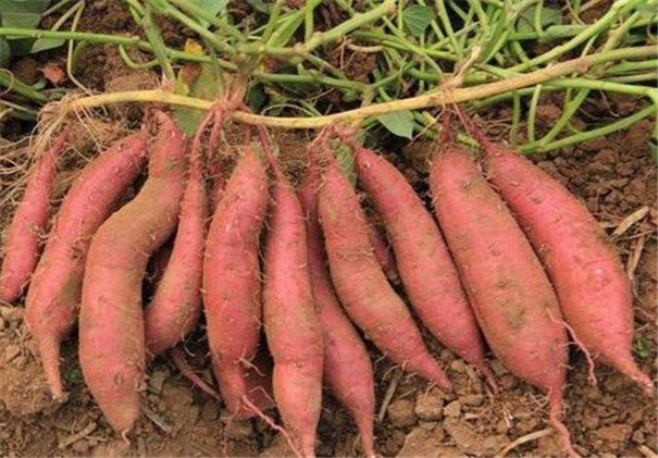 高溫多雨季節,紅薯種植怎樣才能高產?生長中期一定做好這5點 高溫多雨季節,紅薯種植怎樣才能高產?生長中期一定做好這5點