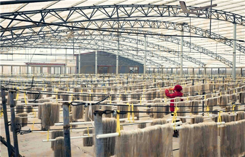 開辦一家紅薯粉絲粉條加工廠我們需要準備些什么？